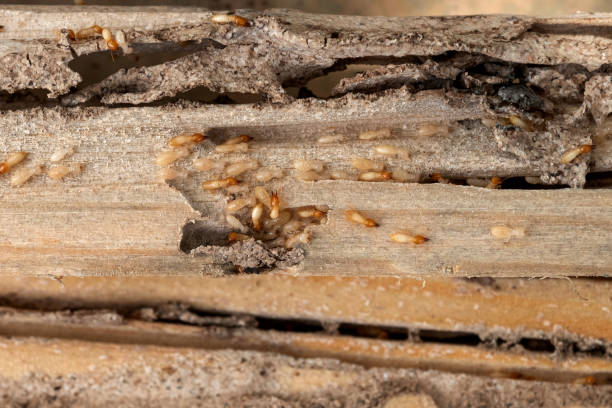 Best Wasp Removal Services  in Justice, IL