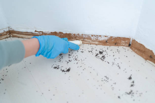 Best Local Pest Control Services  in Justice, IL